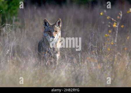 coyote (Canis latrans) steht in hohem Präriegras Stockfoto