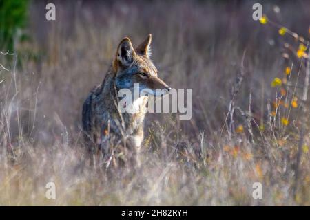 coyote (Canis latrans) steht in hohem Präriegras Stockfoto