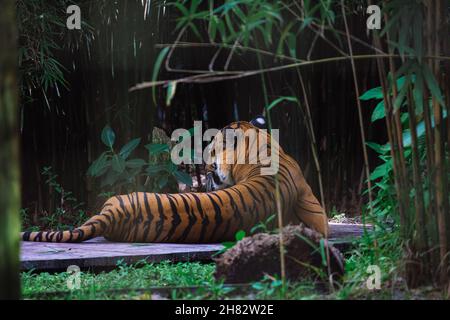 Rückaufnahme eines ausgestreiften Leoparden-Tigers, der im Park auf dem Gras liegt Stockfoto