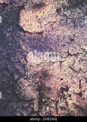 Grunge- oder Texturhintergrund von trockener und rissiger Oberfläche mit grünen und violetten farbigen Farbton und Kopierraum Stockfoto