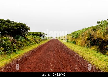 Azoren Heidekraut (Erica azorica) Bäume an einer Bergstraße mit Farn bedeckten Mauern im nördlichen Teil von Flores, azoren, Portugal Stockfoto