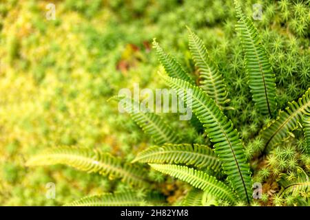 Farn (Blechnum penna Marina), Pflanzen auf Flores, azoren, Portugal Stockfoto