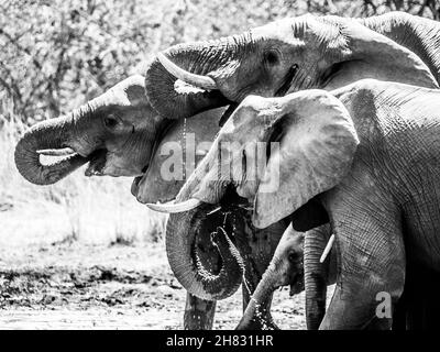 Durstige afrikanische Elefanten am Wasserloch Stockfoto