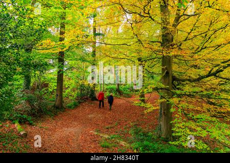 Spaziergang durch die herbstliche Farbe von Bäumen und Sträuchern auf dem Gelände des Killerton House Estate, nr Exeter, Devon, England, UK Stockfoto