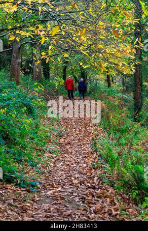 Spaziergang durch die herbstliche Farbe von Bäumen und Sträuchern auf dem Gelände des Killerton House Estate, nr Exeter, Devon, England, UK Stockfoto