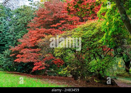 Lebendige Herbstfarben von Bäumen und Sträuchern auf dem Gelände des Killerton House Estate, bei Exeter, Devon, England, Großbritannien Stockfoto