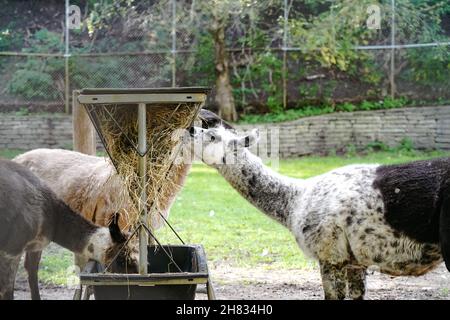 Seitenansicht der Lamas, die vom Futterhäuschen im Hof fressen Stockfoto