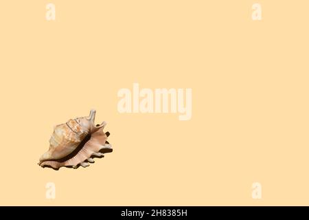 Sommerhintergrund mit Muschelschalen auf Trend-beigem Hintergrund, mit harten hellen dunklen Schatten. Minimales Konzept für Sommersaison oder Strandurlaub, Blick von oben Stockfoto