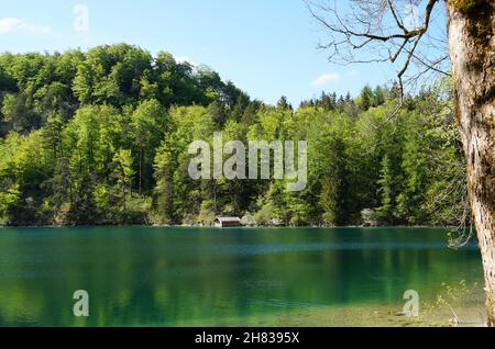 Wunderschöner smaragdgrüner Alpsee in den deutschen Alpen in Hohenschwangau bei den Schlössern Hohenschwangau und Neuschwanstein, Allgau, Bayern, Deutschland Stockfoto