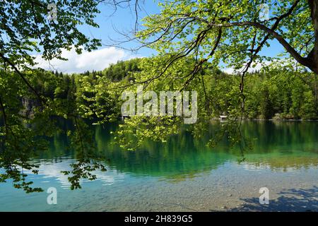 Wunderschöner smaragdgrüner Alpsee in den deutschen Alpen in Hohenschwangau bei den Schlössern Hohenschwangau und Neuschwanstein, Allgau, Bayern, Deutschland Stockfoto