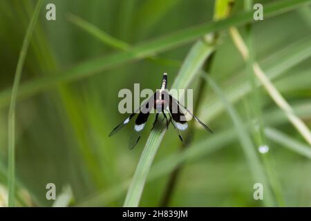 Eine Ansicht einer schwarzen Libelle, die auf einem Blatt sitzt. Stockfoto