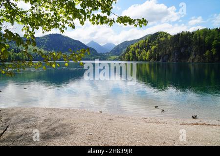 Wunderschöner smaragdgrüner Alpsee in den deutschen Alpen in Hohenschwangau bei den Schlössern Hohenschwangau und Neuschwanstein, Allgau, Bayern, Deutschland Stockfoto