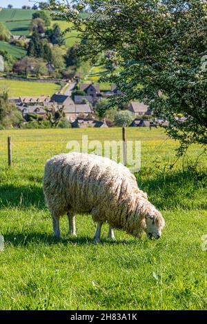 Ein Schaf, das im Juni auf dem Hügel über dem Cotswold-Dorf Naunton, Gloucestershire, Großbritannien, weidet Stockfoto