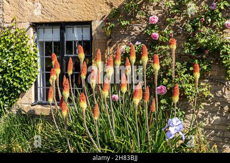 Rote Hot Pokers blühen Anfang Juni im Cotswold-Dorf Naunton im Tal des Flusses Windrush, Gloucestershire, Großbritannien Stockfoto