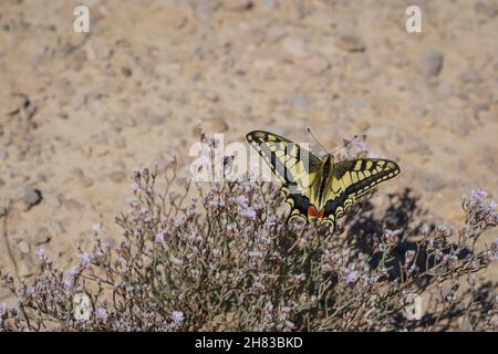 Espagne, Navarra, Arguedas, désert des Bardenas Reales, Parc naturel classé Réserve de Biosphère par l'UNESCO, Castil de tierra, la cheminée de Stockfoto