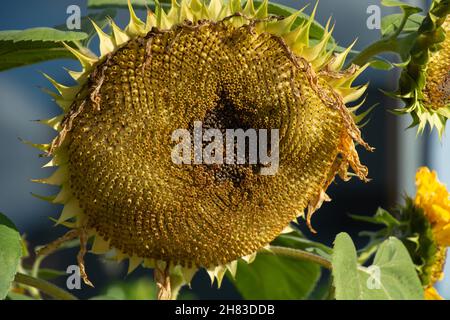 Großer und reifer Sonnenblumenkopf in der warmen oktobersonne in bayern Stockfoto