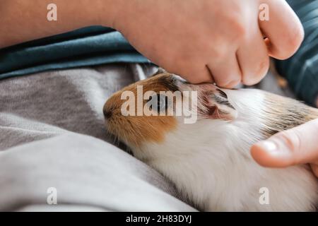 Junge Hand streicheln Quineaschwein in seinem Arm. Kind trägt sein Haustier Stockfoto