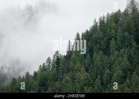 Alpin Hügel bedeckt mit Tannen während Nebel in den italienischen Dolomiten Stockfoto