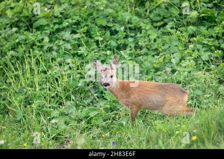 Junge Rehe in den italienischen Alpen Stockfoto