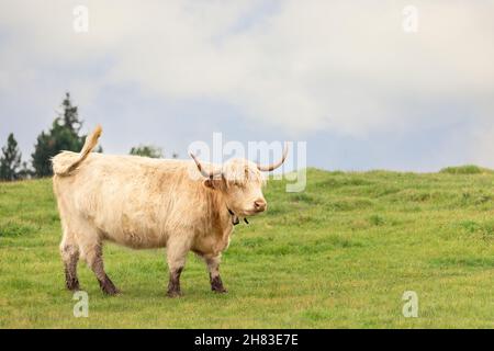 Weiße Yak-Weibchen auf einer Weide in den italienischen Alpen Stockfoto