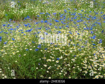 Kornblumen und Gänseblümchen blühen in einem Wildblumengarten Stockfoto