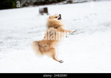 Cradley Heath, West Midlands, Großbritannien. 27th. November 2021. Arlo, ein pommerscher Hund, hat seinen ersten Spaß im Schnee im Haden Hill Park, Cradley Heath, in den West Midlands. Kredit: Peter Lopeman/Alamy Live Nachrichten Stockfoto