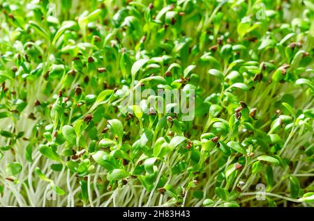 Luzerne-Mikrogrüns aus nächster Nähe. Frische und junge luzerner Sämlinge, Medicago sativa, im Sonnenlicht. Grüne Triebe, junge Pflanzen und Sprossen. Hülsenfrüchte. Stockfoto