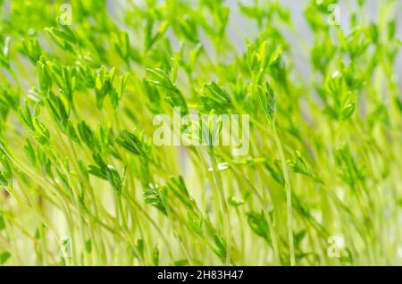 Puy-Linsen-Microgreens, Vorderansicht Nahaufnahme. Le Puy Linsen-Sämlinge. Junge Pflanzen und Triebe französischer grüner Linsen, gekeimt Lens esculenta puyensis Stockfoto