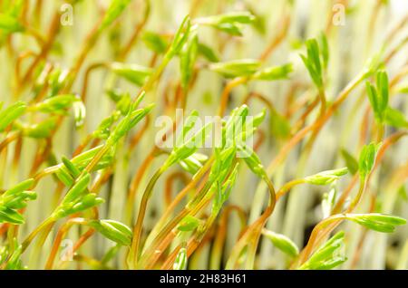 Beluga Lentil Microgreens, Vorderansicht, Nahaufnahme. Frische Sämlinge von schwarzen Linsen, Lens culinaris, junge Pflanzen und Triebe von Indianhead Linsen. Stockfoto