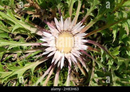 Carlina acaulis, die stemless Carline Distel, Zwergcarline Distel oder Silberdistel Stockfoto