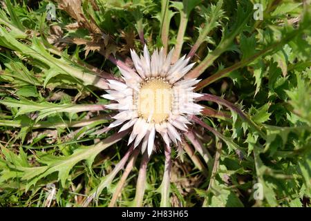 Carlina acaulis, die stemless Carline Distel, Zwergcarline Distel oder Silberdistel Stockfoto