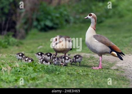 Egyptian Goose (Alopochen aegyptiaca), Elternvögel, die dort Küken, Niedersachsen, Deutschland Stockfoto