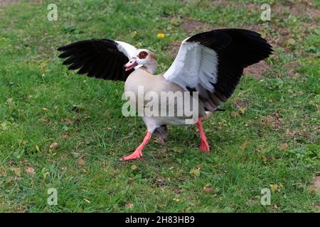 Ägyptische Gans (Alopochen aegyptiaca), bedrohliches Verhalten, Schutzfamilie vor Eindringlingen, Niedersachsen, Deutschland Stockfoto