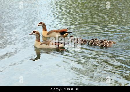 Ägyptische Gans (Alopochen aegyptiaca), Eltern schwimmen mit Gänsen über den See, Niedersachsen, Deutschland Stockfoto