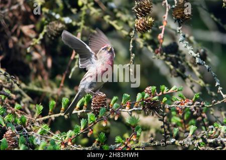 Rotschwalbe, (Carduelis flammea) im Begriff, wegzufliegen, auf Lärchenbaum-Ast, Niedersachsen - Deutschland Stockfoto