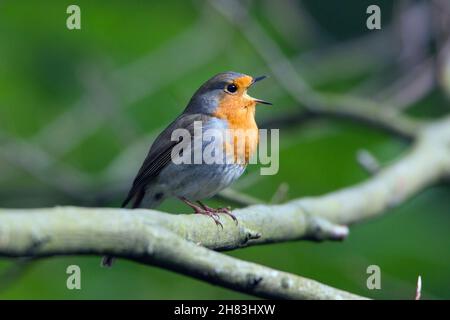 Europäischer Robin, (Erithacus rubecula), auf Ast sitzend, singend, Niedersachsen, Deutschland Stockfoto