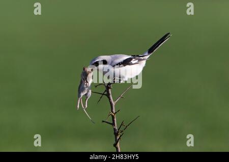 Grauwürger, (Lanius excubitor), auf einem Ast mit gefangener Maus, Niedersachsen, Deutschland Stockfoto