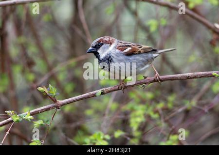 Haus Sparrow, (Passer domesticus), auf einem Zweig sitzender Mann, Niedersachsen, Deutschland Stockfoto