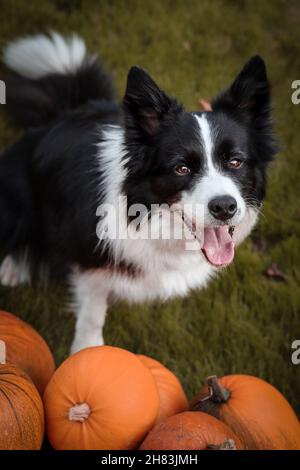 Draufsicht auf Furry Border Collie Blick auf die Kamera neben Orange Pumpkin im Oktober. Moody Portrait von Happy Black and White Dog sitzend. Stockfoto