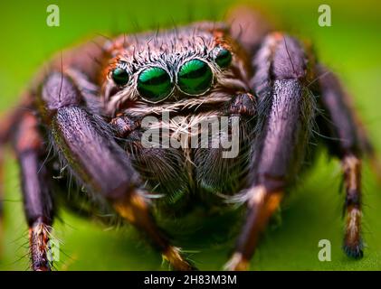 Porträt der Evarcha arcuata springenden Spinne Porträt Stockfoto