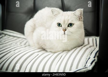 Erwachsene Katze Pedigree Scottish Chinchilla geraden Ohren Stockfoto