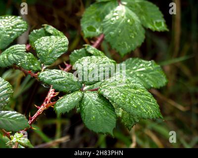 Nach dem Duschen in einer Hecke hinterlässt die nasse Brombeere Stockfoto