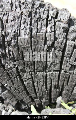 Stark verkohltes Lagerfeuer in der hellen Sommersonne. Stockfoto