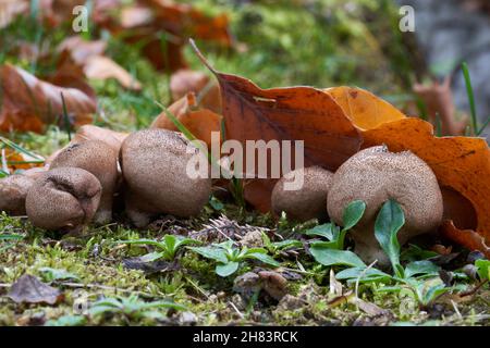 Essbarer Pilz Lycoperdon pyriforme im Fichtenwald. Bekannt als birnenförmiger Puffball oder stumpf Puffball. Alte Wildpilze wachsen im Gras. Stockfoto