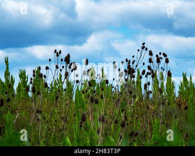 Teasels und ein wolkig blauer Himmel in East Yorkshire, England Stockfoto