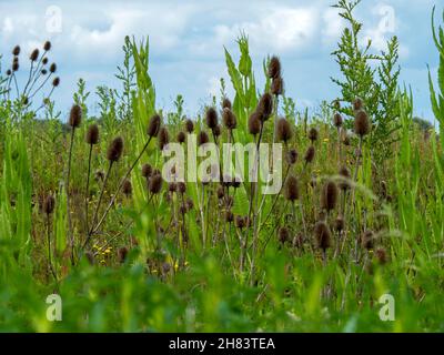 Teasels und ein wolkig blauer Himmel in East Yorkshire, England Stockfoto