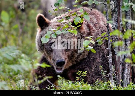 Bear schaut genauer hin Stockfoto