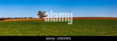 Wisconsin Kornfeld und Heufeld mit einer einzigen Eiche im Herbst, Panorama Stockfoto