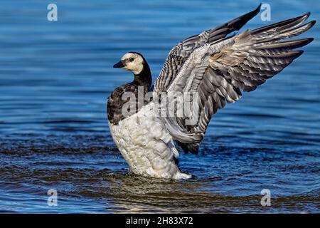 Barnacle Gans. Nach dem Bad ist es Zeit zu trocknen. Stockfoto