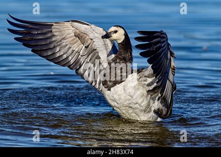 Barnacle Gans. Nach dem Bad ist es Zeit zu trocknen. Stockfoto